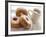 Coffee And Doughnuts-Erika Craddock-Framed Photographic Print