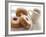 Coffee And Doughnuts-Erika Craddock-Framed Photographic Print