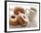 Coffee And Doughnuts-Erika Craddock-Framed Photographic Print