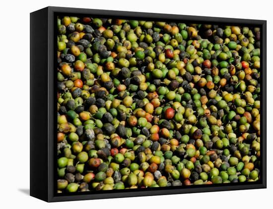 Coffee Beans, Coffee Plantation and Museum, Museo del Cafe, Antigua, Guatemala-Cindy Miller Hopkins-Framed Premier Image Canvas