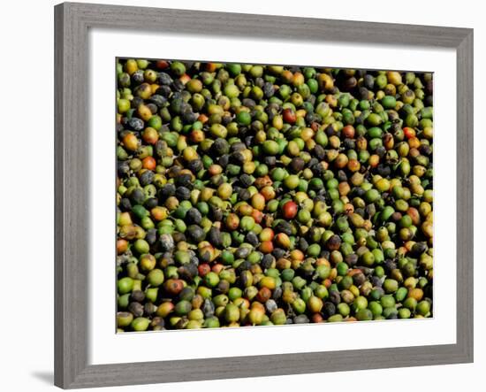 Coffee Beans, Coffee Plantation and Museum, Museo del Cafe, Antigua, Guatemala-Cindy Miller Hopkins-Framed Photographic Print