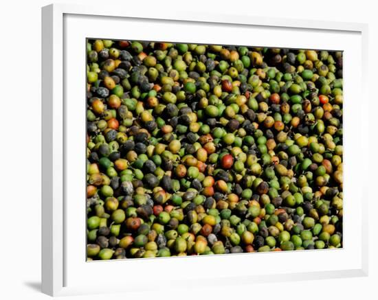 Coffee Beans, Coffee Plantation and Museum, Museo del Cafe, Antigua, Guatemala-Cindy Miller Hopkins-Framed Photographic Print