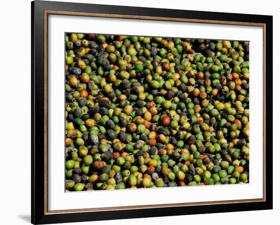 Coffee Beans, Coffee Plantation and Museum, Museo del Cafe, Antigua, Guatemala-Cindy Miller Hopkins-Framed Photographic Print