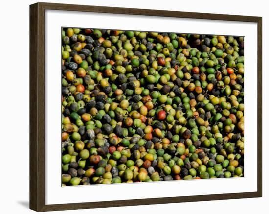 Coffee Beans, Coffee Plantation and Museum, Museo del Cafe, Antigua, Guatemala-Cindy Miller Hopkins-Framed Photographic Print