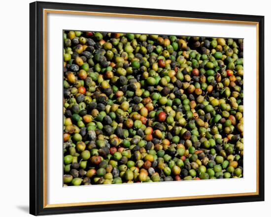 Coffee Beans, Coffee Plantation and Museum, Museo del Cafe, Antigua, Guatemala-Cindy Miller Hopkins-Framed Photographic Print