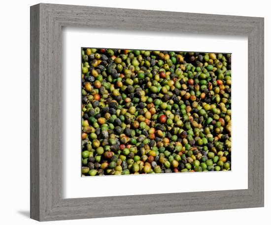 Coffee Beans, Coffee Plantation and Museum, Museo del Cafe, Antigua, Guatemala-Cindy Miller Hopkins-Framed Photographic Print