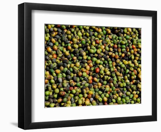 Coffee Beans, Coffee Plantation and Museum, Museo del Cafe, Antigua, Guatemala-Cindy Miller Hopkins-Framed Photographic Print