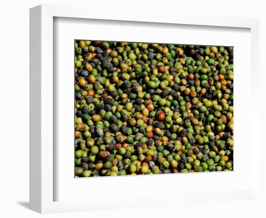 Coffee Beans, Coffee Plantation and Museum, Museo del Cafe, Antigua, Guatemala-Cindy Miller Hopkins-Framed Photographic Print