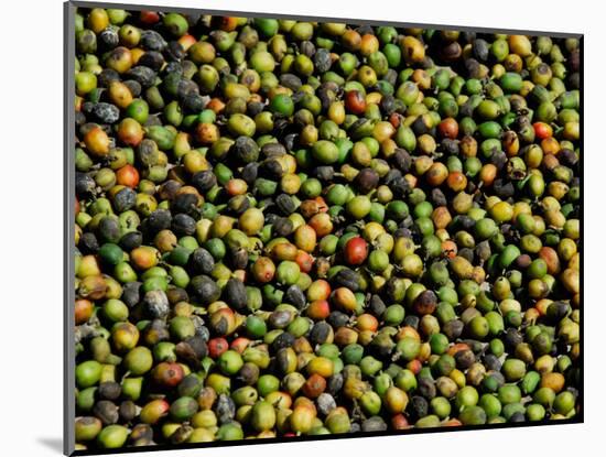 Coffee Beans, Coffee Plantation and Museum, Museo del Cafe, Antigua, Guatemala-Cindy Miller Hopkins-Mounted Photographic Print