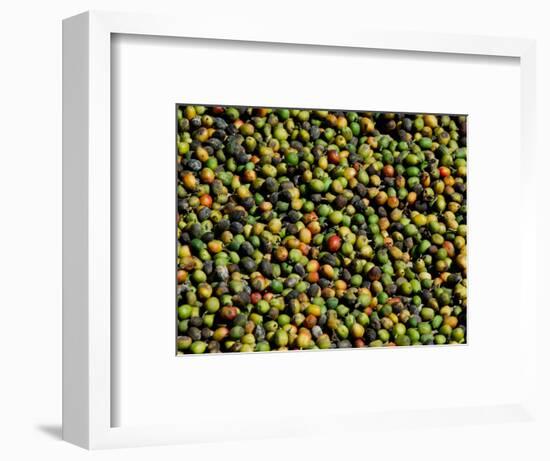 Coffee Beans, Coffee Plantation and Museum, Museo del Cafe, Antigua, Guatemala-Cindy Miller Hopkins-Framed Photographic Print