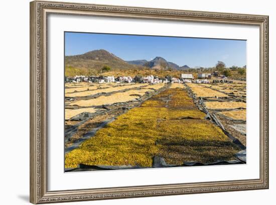 Coffee Beans Drying in the Sun in the Important Growing Region around This Northern City-Rob Francis-Framed Photographic Print