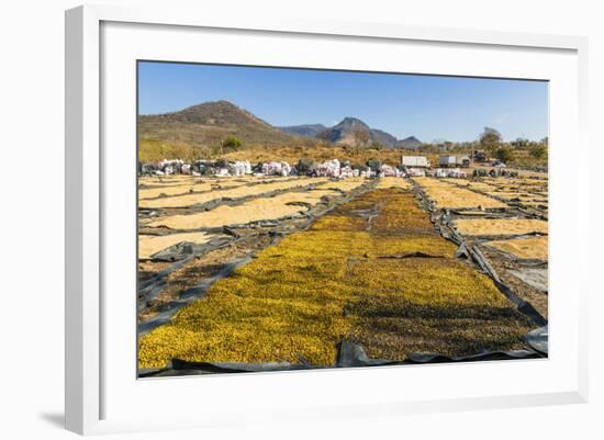 Coffee Beans Drying in the Sun in the Important Growing Region around This Northern City-Rob Francis-Framed Photographic Print