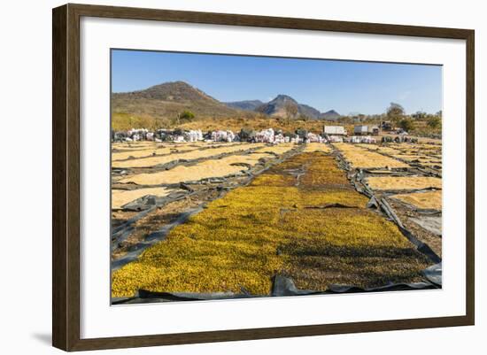 Coffee Beans Drying in the Sun in the Important Growing Region around This Northern City-Rob Francis-Framed Photographic Print