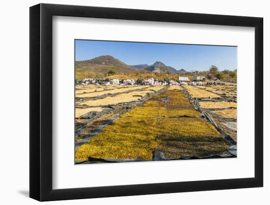 Coffee Beans Drying in the Sun in the Important Growing Region around This Northern City-Rob Francis-Framed Photographic Print