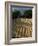 Coffee Beans Drying in the Sun, San Pedro, Atitlan Lake, Guatemala, Central America-Aaron McCoy-Framed Photographic Print