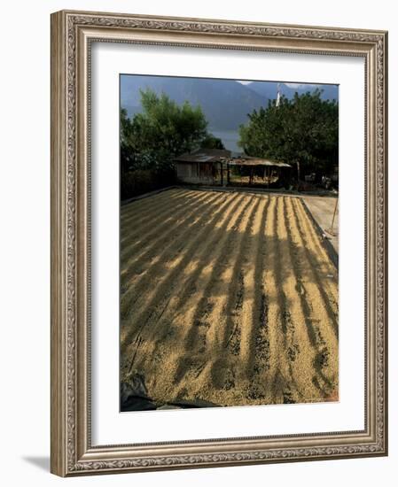 Coffee Beans Drying in the Sun, San Pedro, Atitlan Lake, Guatemala, Central America-Aaron McCoy-Framed Photographic Print