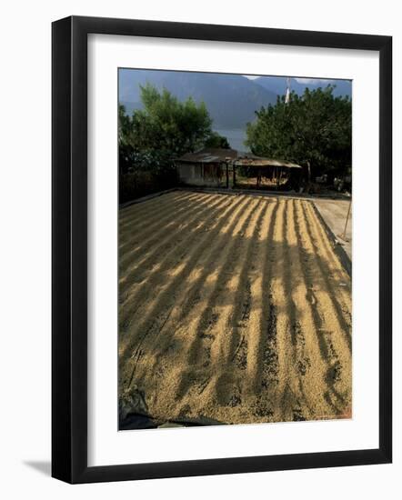 Coffee Beans Drying in the Sun, San Pedro, Atitlan Lake, Guatemala, Central America-Aaron McCoy-Framed Photographic Print