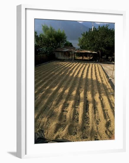 Coffee Beans Drying in the Sun, San Pedro, Atitlan Lake, Guatemala, Central America-Aaron McCoy-Framed Photographic Print