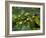 Coffee Beans, Highlands, Papua New Guinea, Pacific-Michael Runkel-Framed Photographic Print