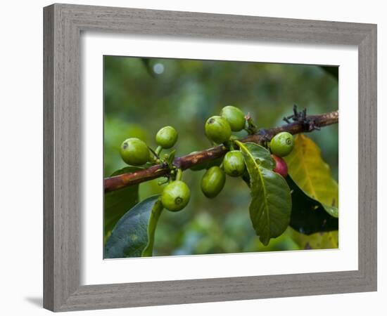 Coffee Beans, Highlands, Papua New Guinea, Pacific-Michael Runkel-Framed Photographic Print