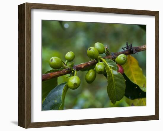 Coffee Beans, Highlands, Papua New Guinea, Pacific-Michael Runkel-Framed Photographic Print