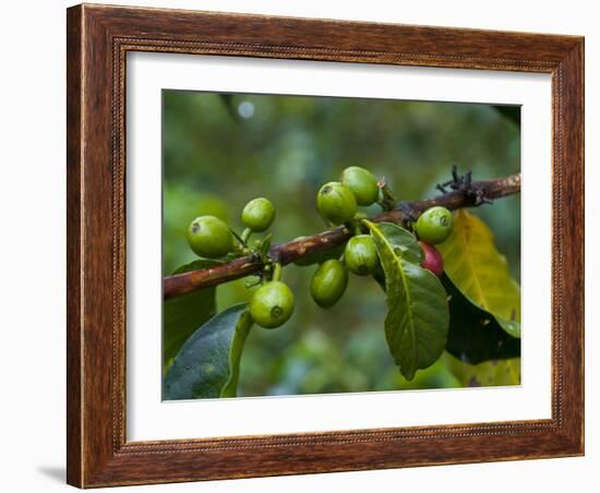 Coffee Beans, Highlands, Papua New Guinea, Pacific-Michael Runkel-Framed Photographic Print