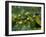 Coffee Beans, Highlands, Papua New Guinea, Pacific-Michael Runkel-Framed Photographic Print
