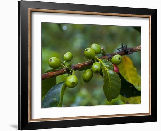 Coffee Beans, Highlands, Papua New Guinea, Pacific-Michael Runkel-Framed Photographic Print