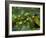 Coffee Beans, Highlands, Papua New Guinea, Pacific-Michael Runkel-Framed Photographic Print