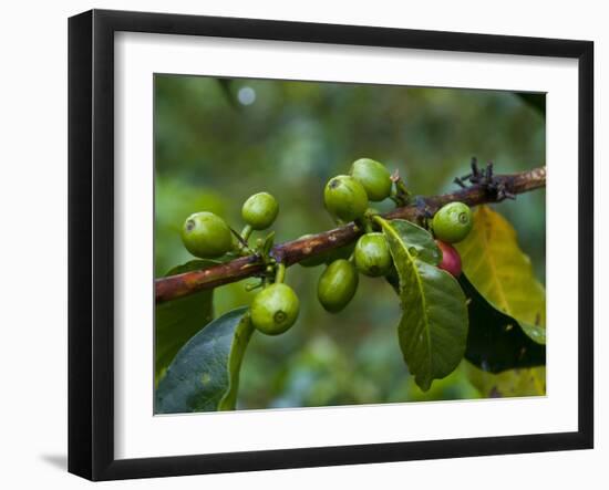 Coffee Beans, Highlands, Papua New Guinea, Pacific-Michael Runkel-Framed Photographic Print