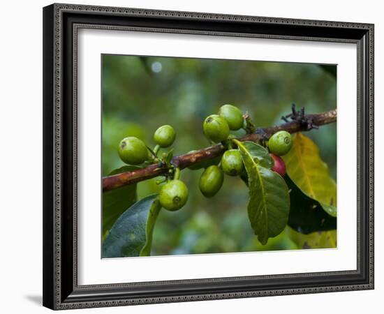 Coffee Beans, Highlands, Papua New Guinea, Pacific-Michael Runkel-Framed Photographic Print