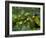 Coffee Beans, Highlands, Papua New Guinea, Pacific-Michael Runkel-Framed Photographic Print