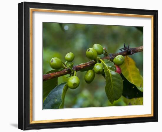 Coffee Beans, Highlands, Papua New Guinea, Pacific-Michael Runkel-Framed Photographic Print