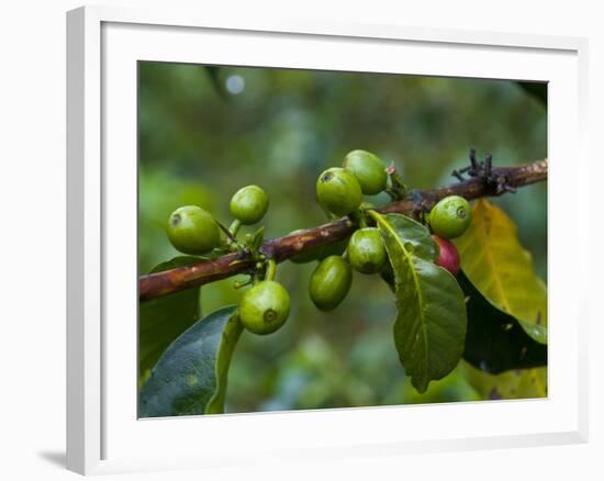 Coffee Beans, Highlands, Papua New Guinea, Pacific-Michael Runkel-Framed Photographic Print