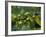 Coffee Beans, Highlands, Papua New Guinea, Pacific-Michael Runkel-Framed Photographic Print