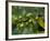 Coffee Beans, Highlands, Papua New Guinea, Pacific-Michael Runkel-Framed Photographic Print