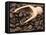 Coffee Beans in a Scoop-Steven Morris-Framed Premier Image Canvas