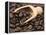 Coffee Beans in a Scoop-Steven Morris-Framed Premier Image Canvas