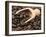 Coffee Beans in a Scoop-Steven Morris-Framed Photographic Print