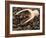 Coffee Beans in a Scoop-Steven Morris-Framed Photographic Print