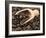 Coffee Beans in a Scoop-Steven Morris-Framed Photographic Print