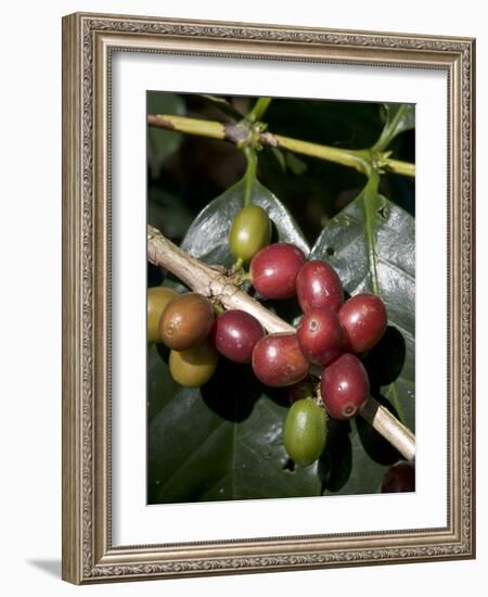 Coffee Beans on Coffee Bush, Costa Rica-Rob Sheppard-Framed Photographic Print