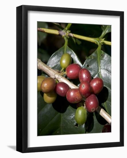 Coffee Beans on Coffee Bush, Costa Rica-Rob Sheppard-Framed Photographic Print