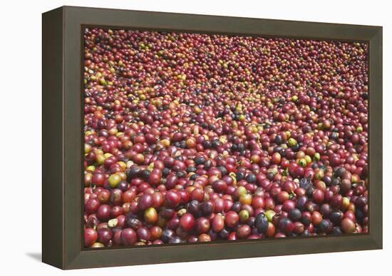 Coffee Cherries-Paul Souders-Framed Premier Image Canvas