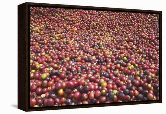 Coffee Cherries-Paul Souders-Framed Premier Image Canvas