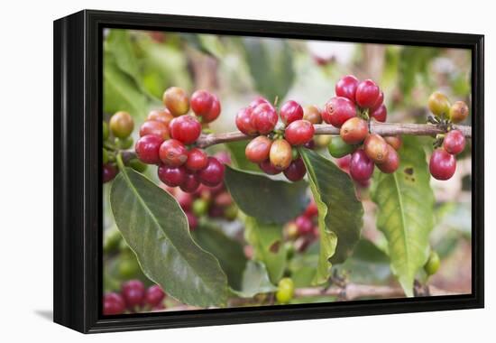 Coffee Cherries-Paul Souders-Framed Premier Image Canvas