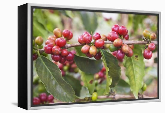 Coffee Cherries-Paul Souders-Framed Premier Image Canvas