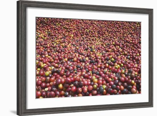 Coffee Cherries-Paul Souders-Framed Photographic Print