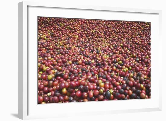 Coffee Cherries-Paul Souders-Framed Photographic Print