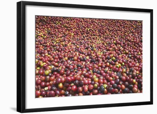 Coffee Cherries-Paul Souders-Framed Photographic Print